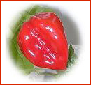 Caribbean Red Pepper